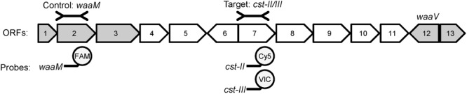 FIGURE 1