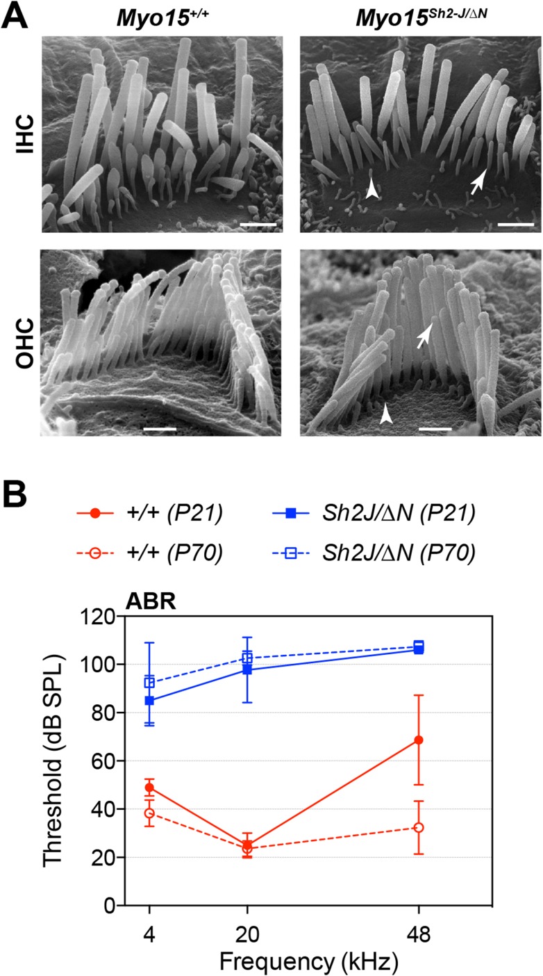 Figure 6—figure supplement 1.