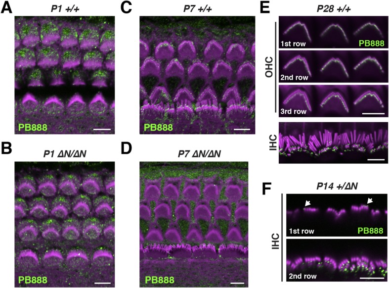 Figure 3—figure supplement 1.