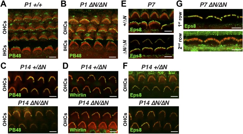 Figure 4—figure supplement 1.