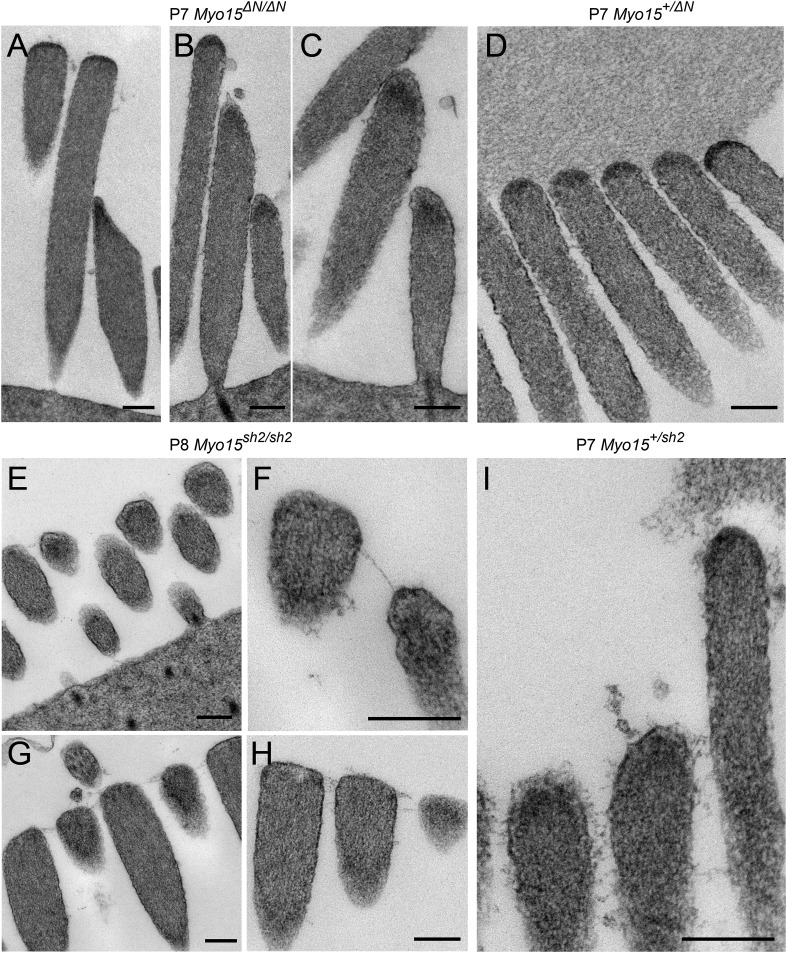 Figure 7—figure supplement 1.