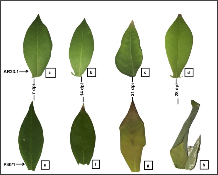 Fig 3