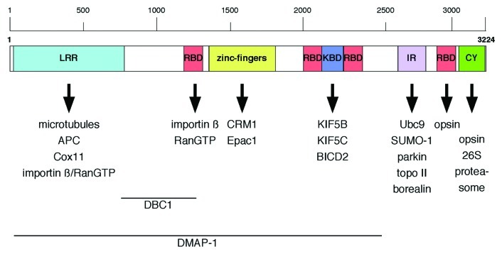 graphic file with name nucl-3-162-g2.jpg