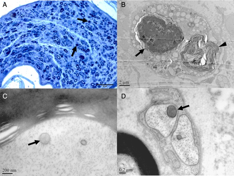 Figure 3