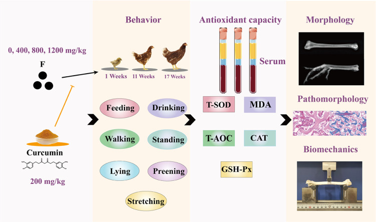 Image, graphical abstract