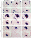 Fig. 9.