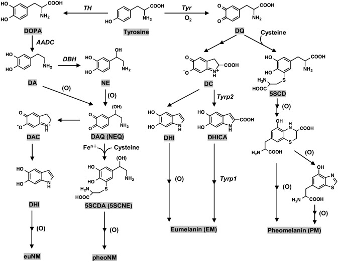 Fig. 2