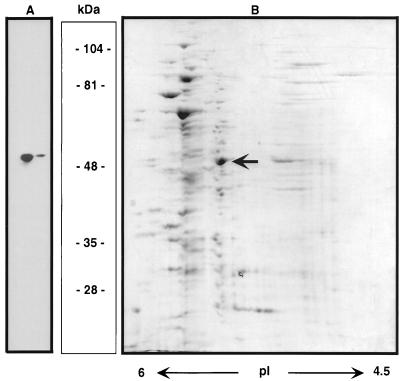 FIG. 1