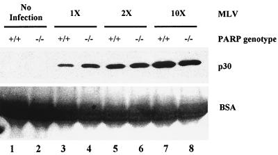 FIG. 5.