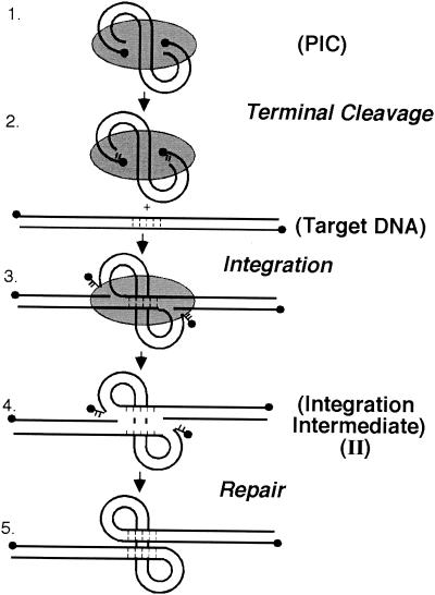 FIG. 1.