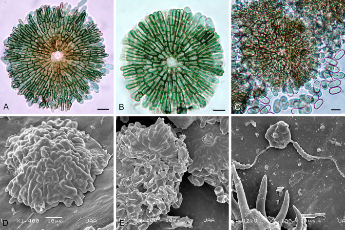 Fig. 20.