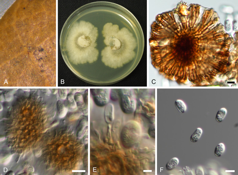 Fig. 7.