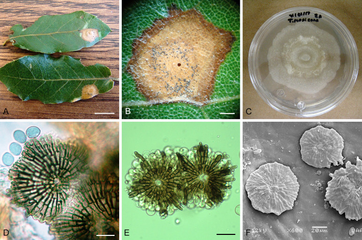 Fig. 11.