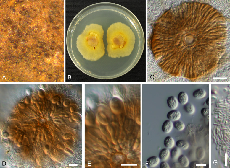 Fig. 6.