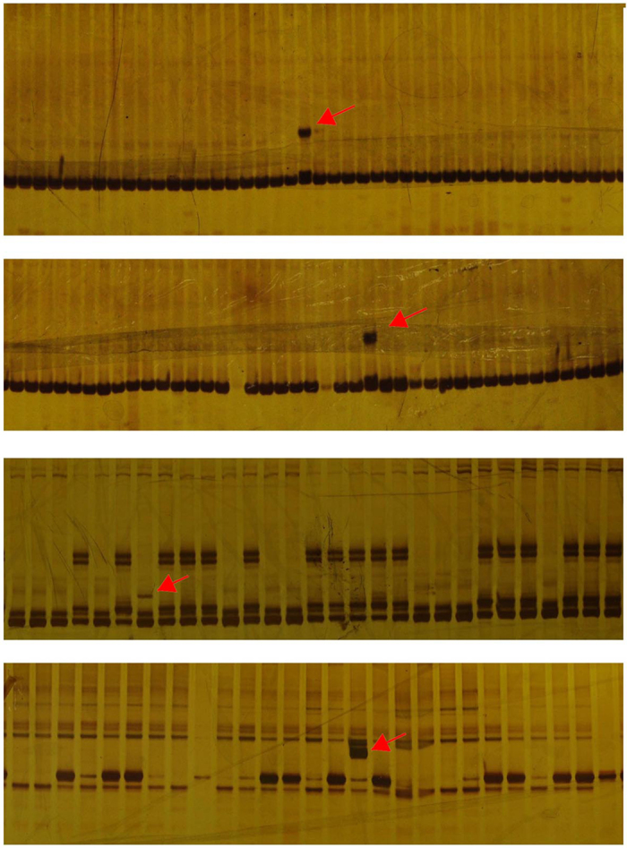 Figure 11