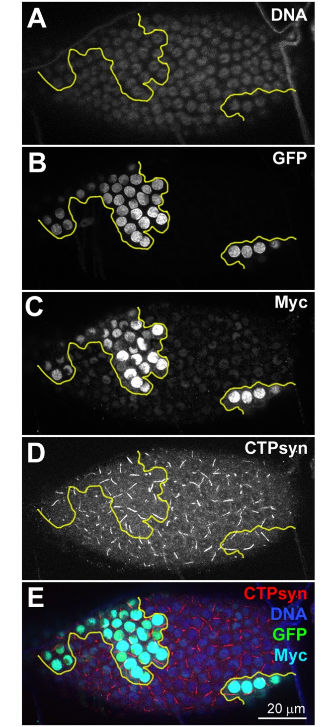 Fig 6