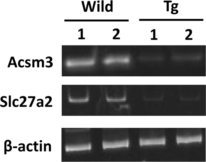 Fig 7