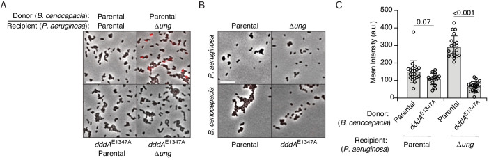 Figure 3—figure supplement 1.