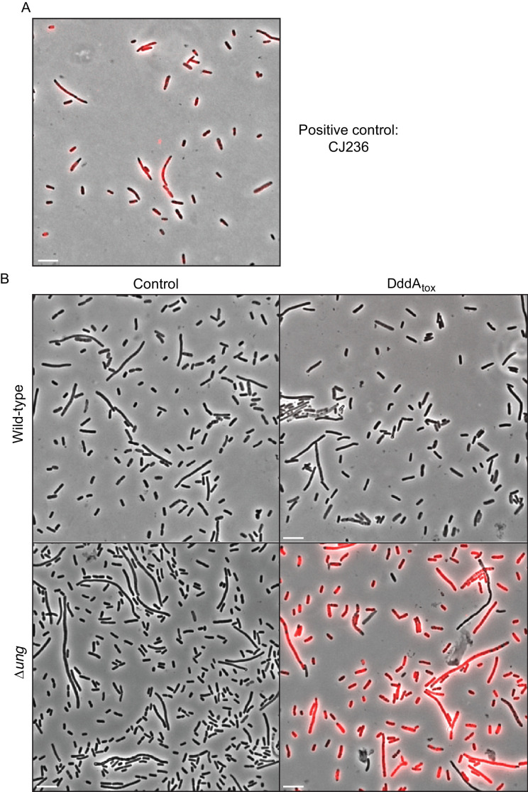 Figure 1—figure supplement 2.