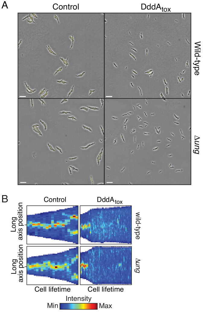 Figure 2—figure supplement 1.