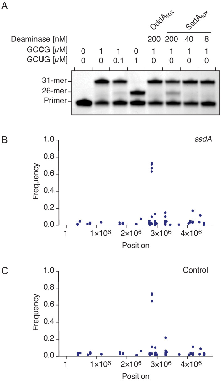 Figure 5—figure supplement 1.