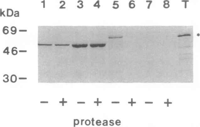 graphic file with name pnas01065-0156-a.jpg