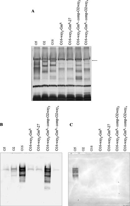 FIG. 5.