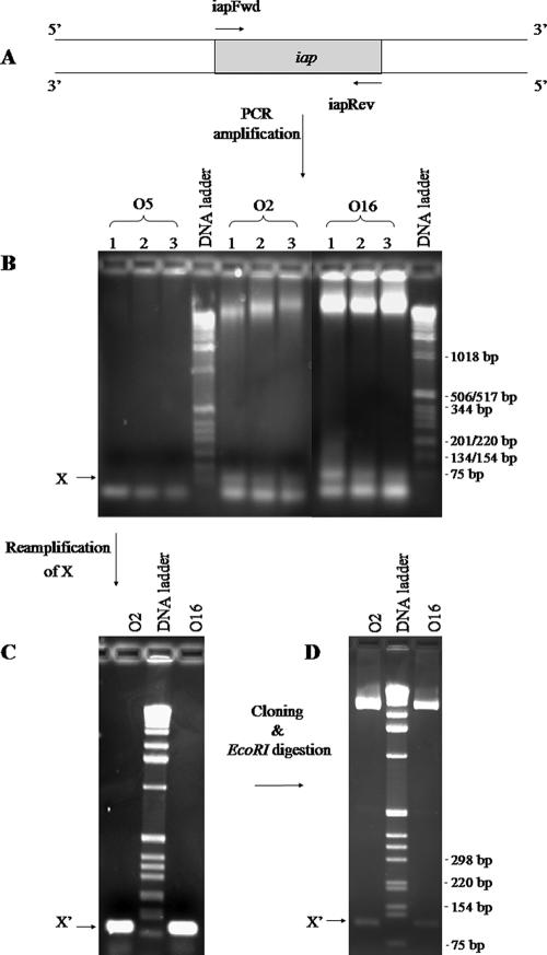 FIG. 7.