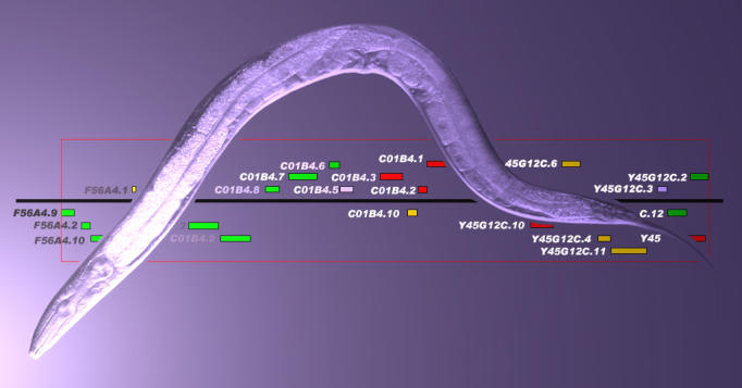 Genetic evidence for HIF-independent VHL-regulated pathways