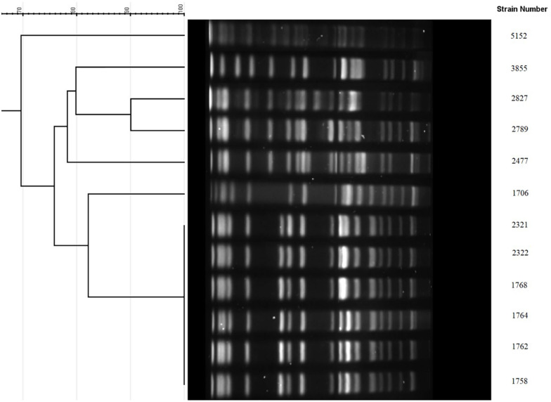 FIGURE 1