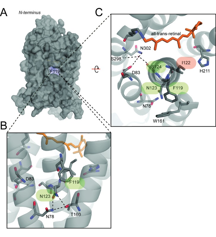 Figure 5—figure supplement 1.