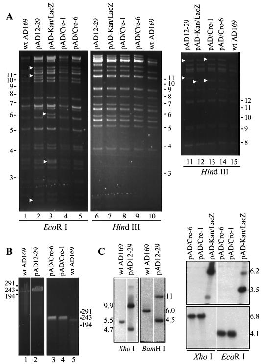 FIG. 2.