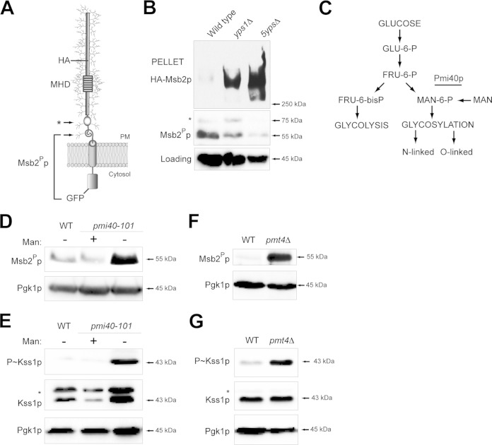 FIG 1