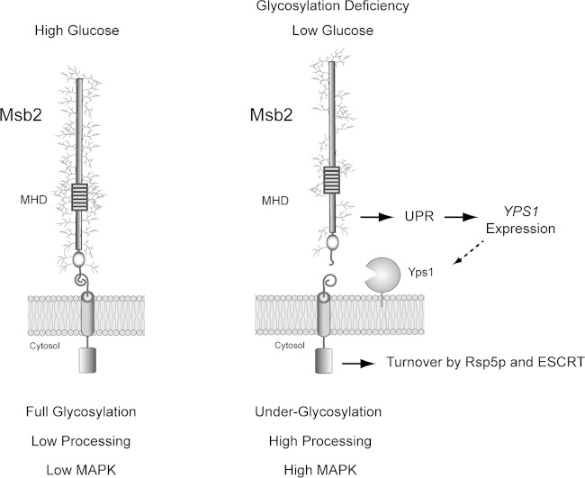 FIG 8