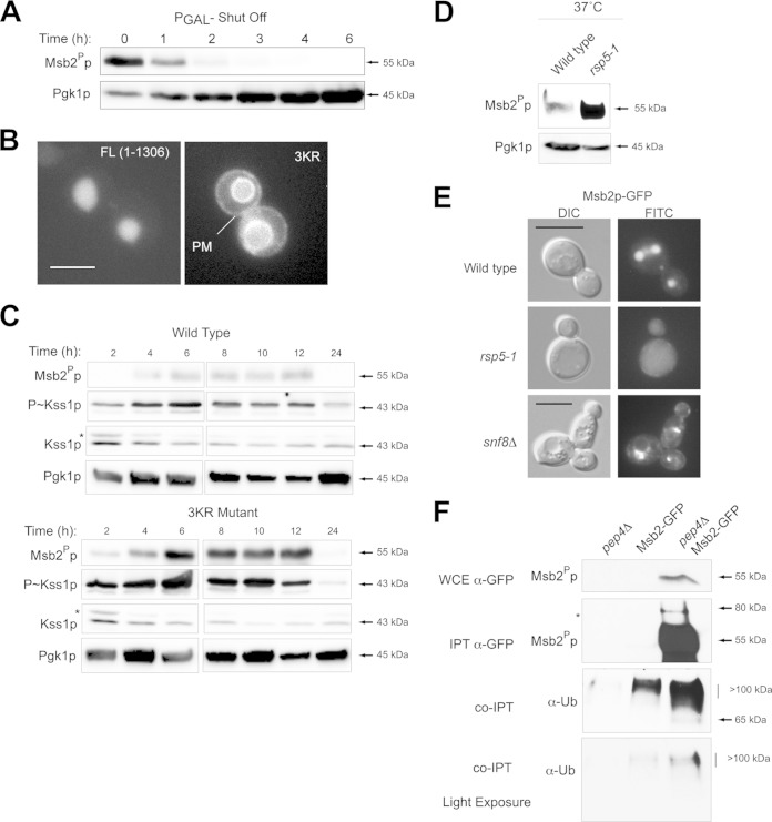 FIG 7