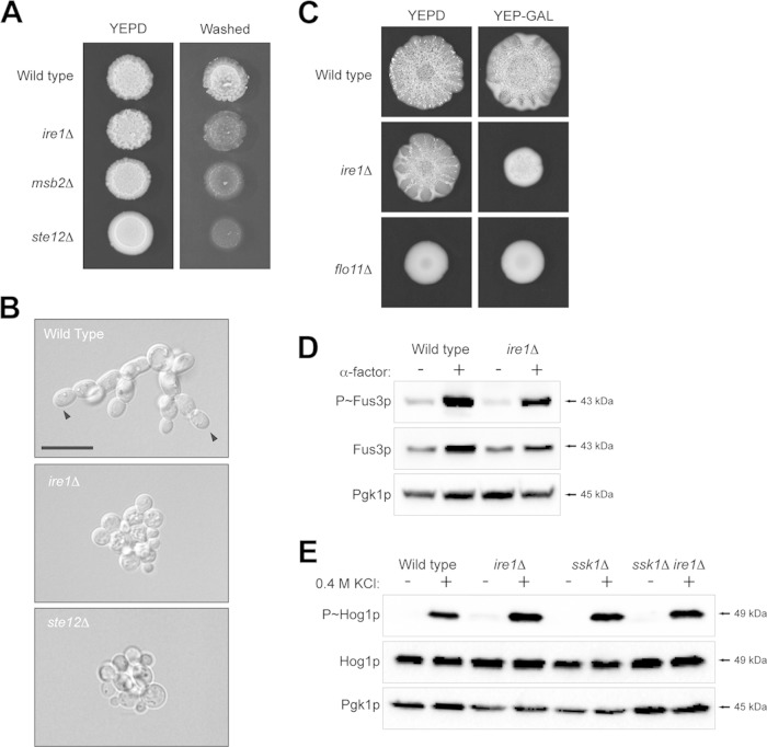 FIG 4