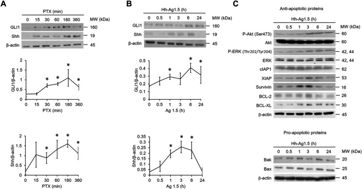 FIGURE 1