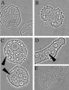 FIG. 2.