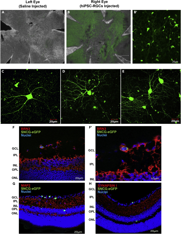 Figure 2