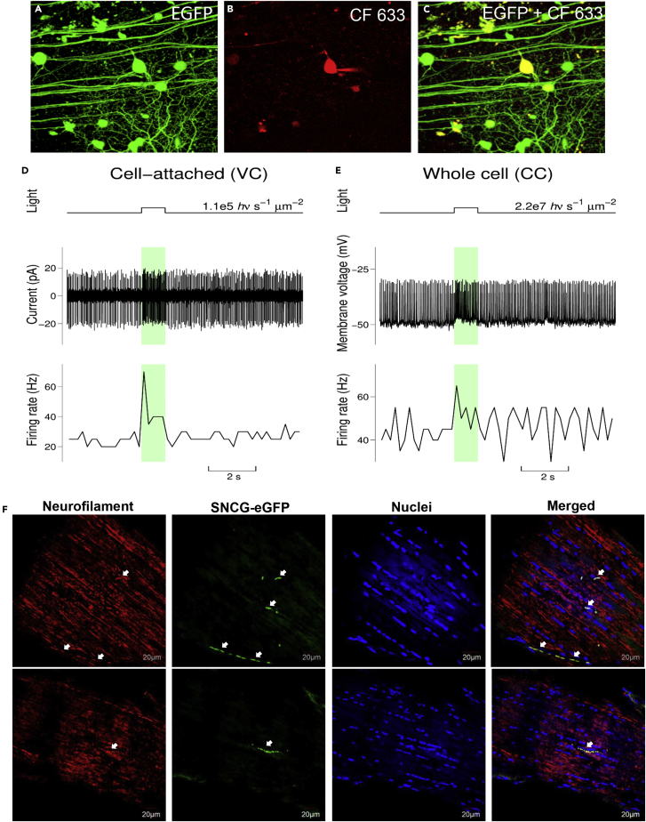 Figure 4