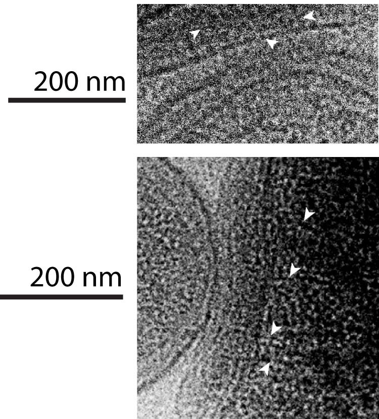 Extended Data Fig. 6