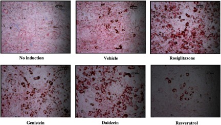 Figure 2 shows microscopic images of mouse cells treated by No induction, Vehicle, Rosiglitazone, Genistein, Daidzein, and Resveratrol.