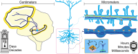 Graphical Abstract