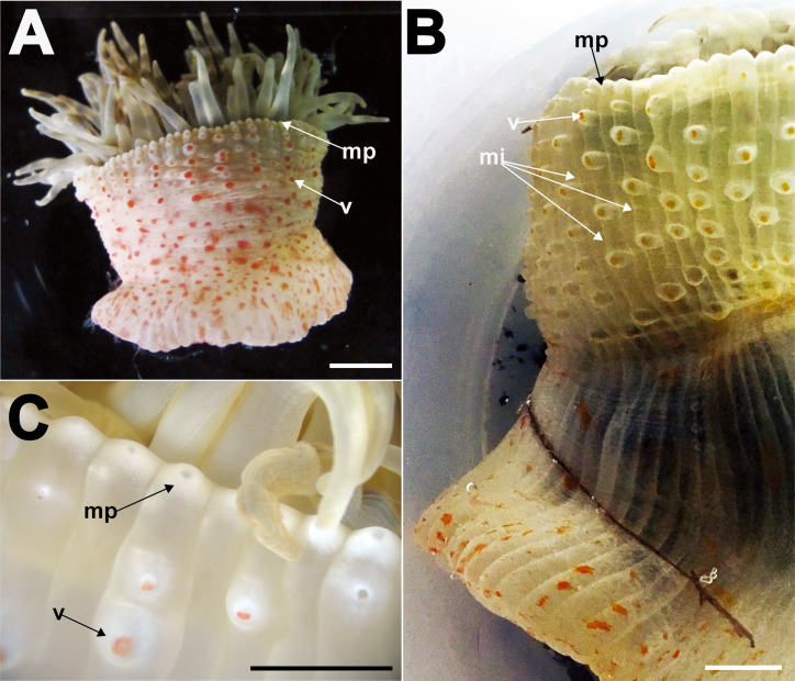 Fig. 9.