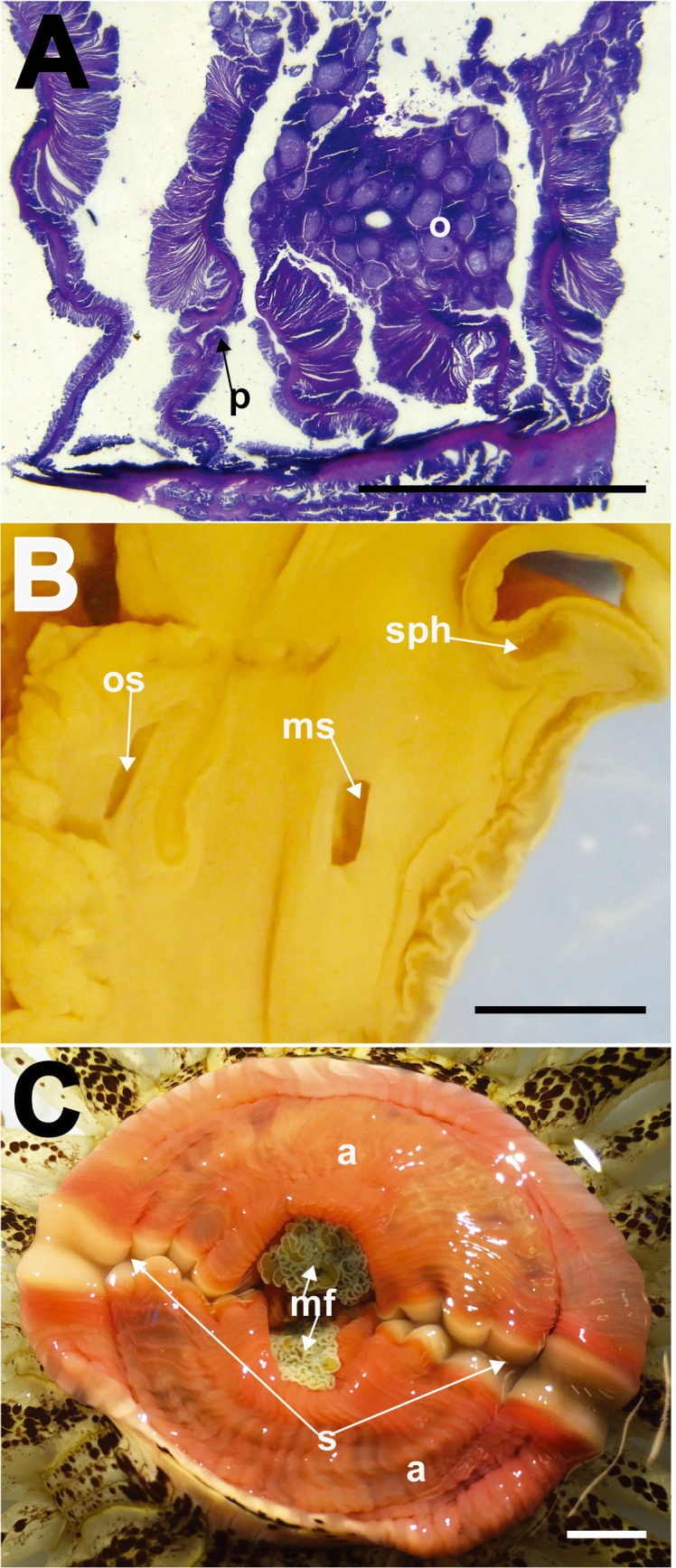 Fig. 5.