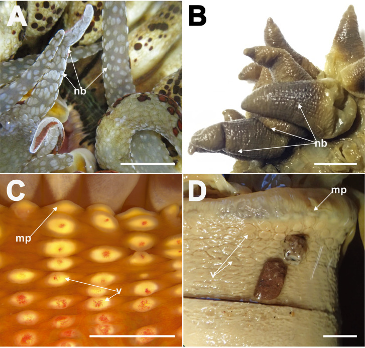 Fig. 4.