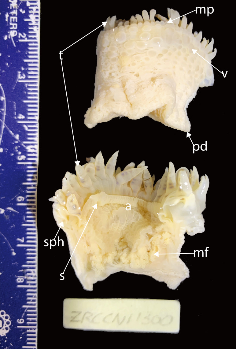 Fig. 7.