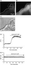 <b>Figure 5.</b>