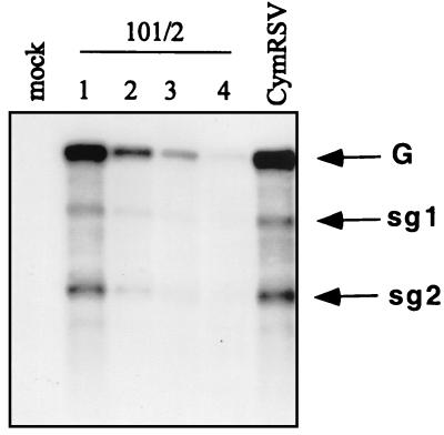 FIG. 5