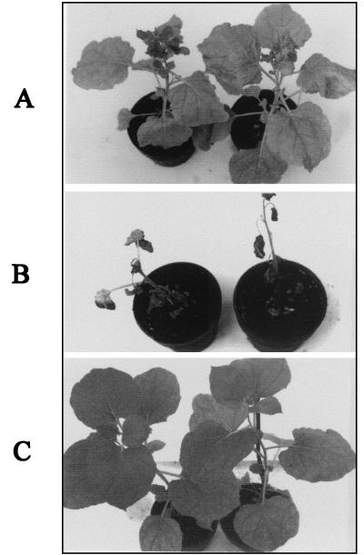 FIG. 6